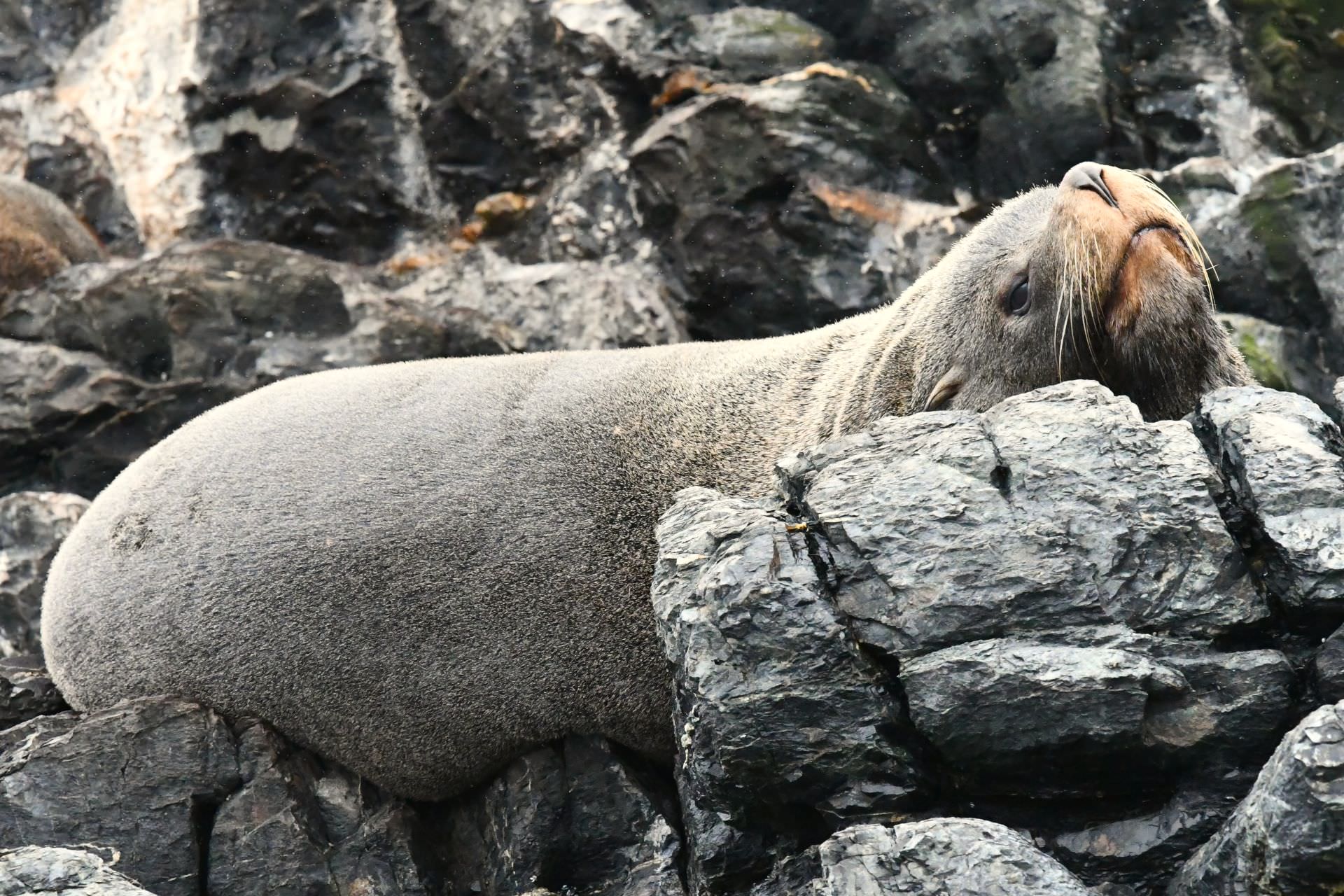 Navegación en la Reserva Nacional Pingüino de Humboldt