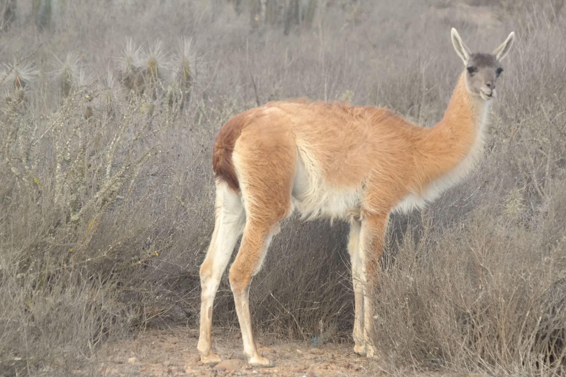 Fauna marina de Isla Damas